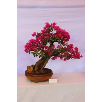 Bonsai Plant 